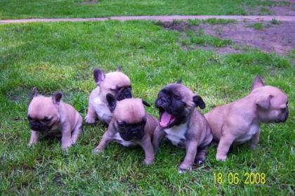 EIN FAWN FARBER FRENCH BULLDOG RÜDE-GRAD 4 WOCHEN-