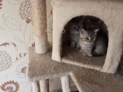 Reinrassige BKH Kitten sofort Abholbereit