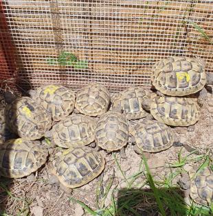 Griechische Landschildkröten NZ 2022