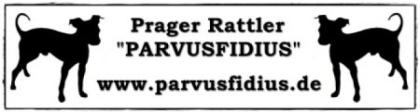 Prager Rattler Parvusfidius erwarten Welpen