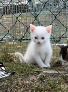 Kleine BKH-Mix Kitten