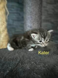 4 Maine Coon Kitten Kater