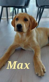 Unsere süßen Labrador Welpen