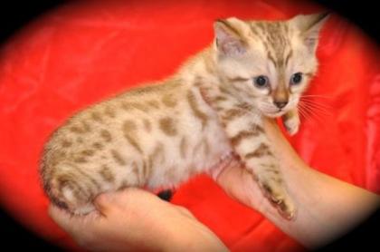 Schöne Bengal Kätzchen zum Verkauf