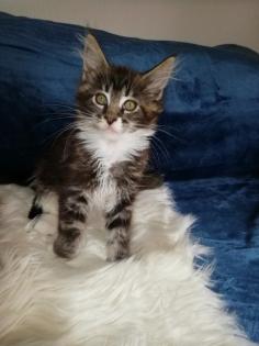 Maine Coon Kittenmädchen mit Stammbaum abgabebereit