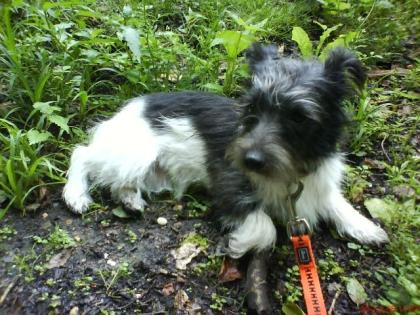 Jack Russel Hündin, 1 Jahr alt mit EU-Pass