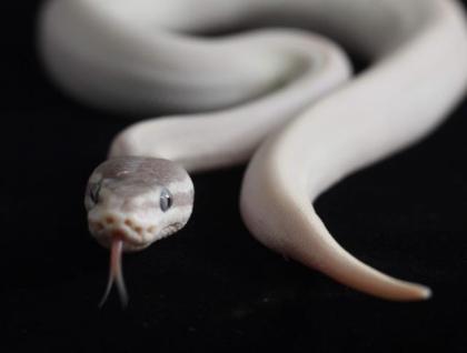 0. 1 Super Mojave poss GHI 2021