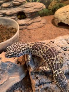 2 Leopardengeckos inkl. 2 Terrarien