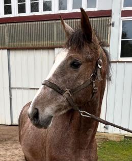 Jährlings/ Stute Warmblut von Clarcon