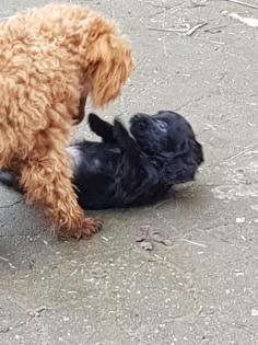Cockapoo pudel cocker zauberhafte welpen