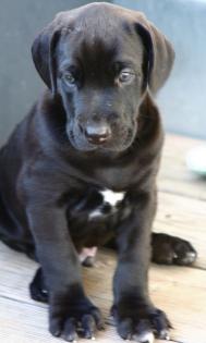Weimaraner-Bernersennen-Mix