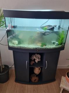 Wasserschildkröten mit Aquarium und Zubehör