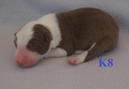 Reinrassige Border Collie Welpen mit Ahnenliste