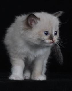 Ragdoll s von Bilk