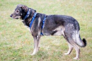 BUTCHI - männlich 8 Jahre 65 cm 32 kg Schäfer-Mix Gechipt Nicht kastriert