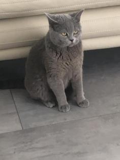 Erfahrener BKH Deckkater
