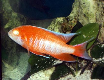 Aulonocara jakob. cape Mc clear Albino