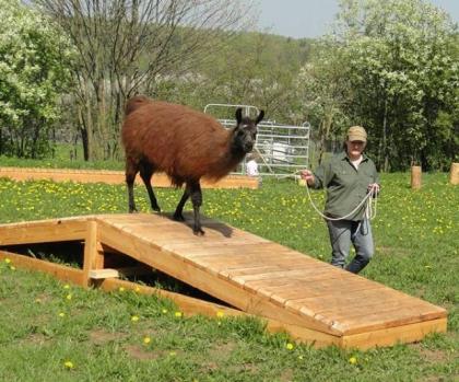 Trainiere Lamas Alpakas - auch vor Ort