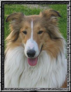Belohnung wer meine Collie Hündin Baffy wiederbeschaft