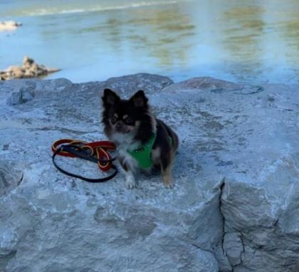 Chihuahua Rüde