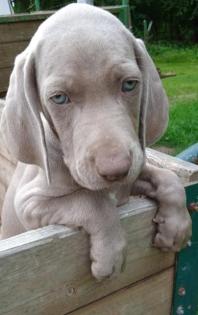Weimaraner Welpen