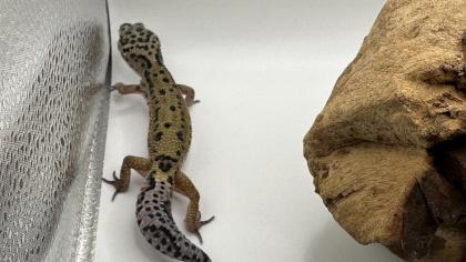 Leopardgecko 1. 13. 16
