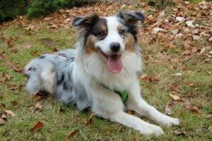 ALFRED - männlich 2 Jahre 58 cm 25 kg Australian Shepherd Gechipt Nicht kastriert