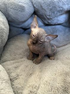 Sphynx Elf Sphynx Kitten Katzenbabys Nacktkatze