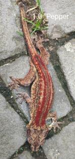Rhacodactylus auriculatus Höckerkopfgeckos für HAMM