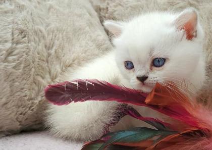 Britisch Kurzhaar BKH Kitten in chocolate und lilac tabby point