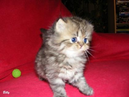 Reinrassige Perser Golden Shaded / Tabby Babys