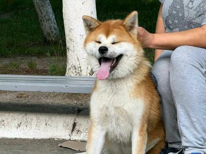 Akita Inu Hündin