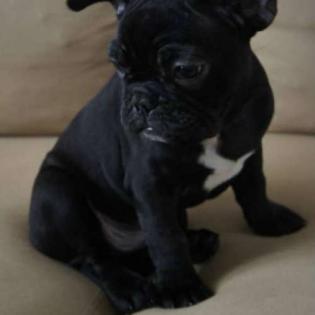 Wunderschöne Welpen der Französischen Bulldogge zu verkaufen.