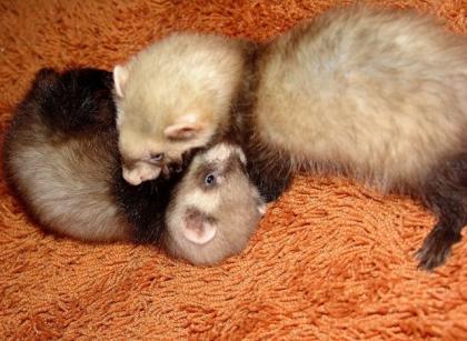 2 junge Frettchen m Käfig Zubehör zu verkaufen wg. Umzug