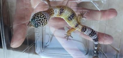Leopardgecko aus Hobbyzucht