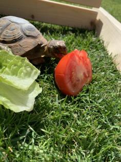 Landschildkröte w 30 Jahre inkl. Terrarium in liebevolle Hände