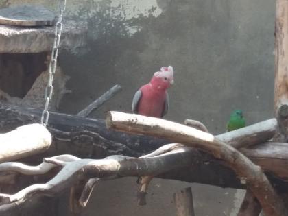 Verkaufe Rosakakadu s, Alter 4 Monate