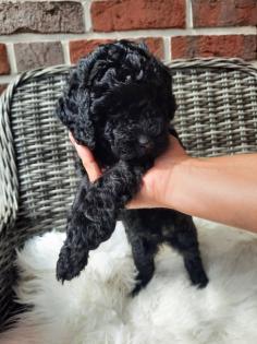 Goldendoodle Mini / Medium Welpen