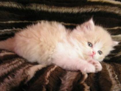 Perser-katerchen