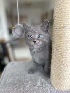 BKH Kitten, Silver Shaded, Stammbaum