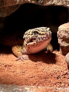 Leopardgecko-Männchen