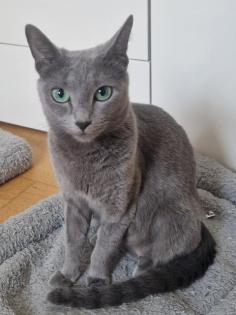 Russisch Blau Kitten mit Stammbaum