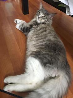Maine Coon Deckkater Ragnar