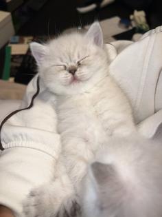 BKH Kitten Weibchen