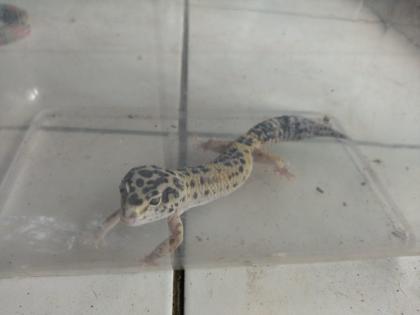 Leopard - Gecko männlich
