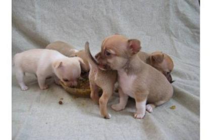 Süsse Chihuahua-Welpen
