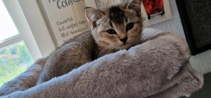 BKH Kitten suchen ein liebevolles neues Zuhause