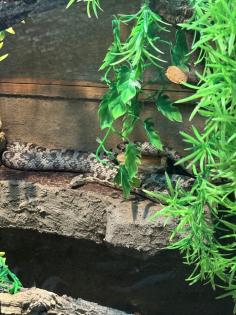 Verkaufe Kornnatter Terrarium falls benötigt