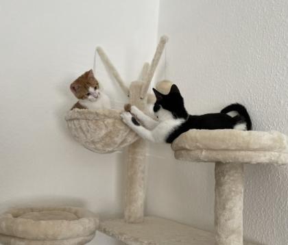 Weihnachtswunder benötigt Katze und Kater kastriert 8 Monate suchen dringend ein neues Zuhause