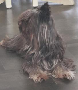 Yorkshire Terrier Schoko and Tan Hündin